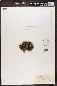 Cladonia squamosa image