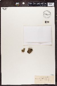 Cladonia caespiticia image