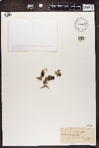 Cladonia crispata image