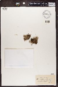 Cladonia crispata image