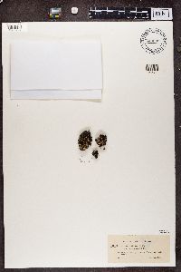 Cladonia verticillata image