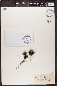 Cladonia verticillata image