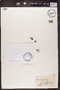 Cladonia verticillata image