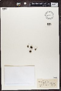 Cladonia verticillata image