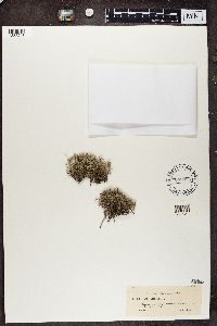 Cladina arbuscula subsp. mitis image