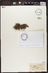 Cladina arbuscula subsp. mitis image