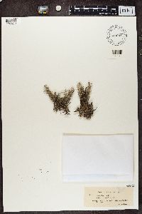 Cladina arbuscula subsp. mitis image