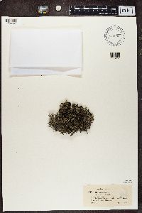 Cladina arbuscula subsp. mitis image
