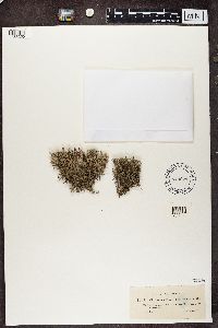 Cladonia portentosa image