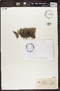 Cladonia portentosa image