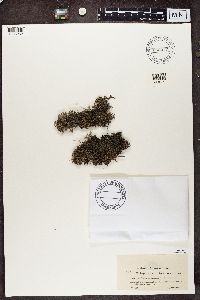 Cladonia portentosa image