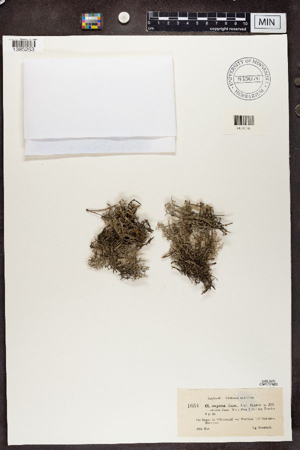 Cladonia impexa f. erinacea image