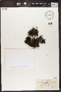 Cladonia portentosa image