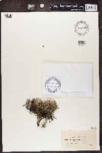 Cladonia glauca image