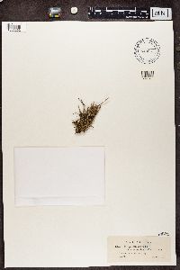 Cladonia gracilis image