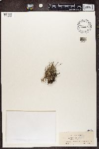 Cladonia cornuta image