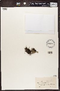 Cladonia phyllophora image