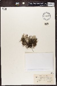 Cladonia squamosa image