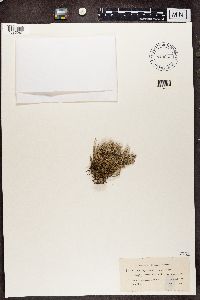 Cladonia squamosa image