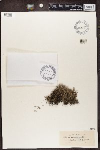 Cladonia squamosa image