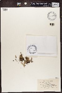 Cladonia crispata image