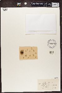 Cladonia botrytes image