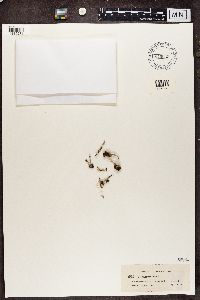 Cladonia ramulosa image