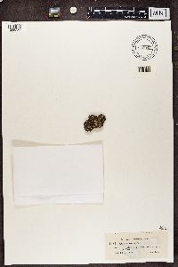 Cladonia cristatella image