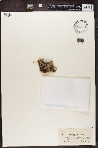 Cladonia squamosa image