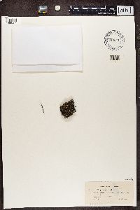 Cladonia ramulosa image