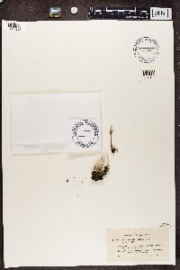 Cladonia subulata image