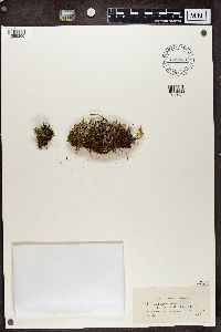 Cladonia ramulosa image