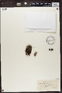 Cladonia ramulosa image