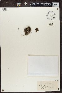 Cladonia glauca image