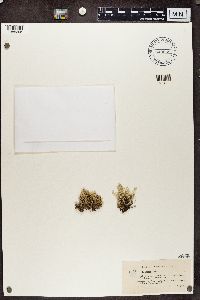 Cladina arbuscula subsp. mitis image