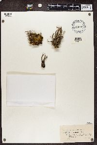 Cladonia subulata image