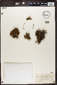 Cladonia subulata image