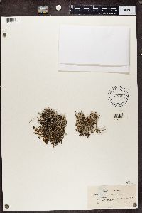 Cladonia rangiferina image