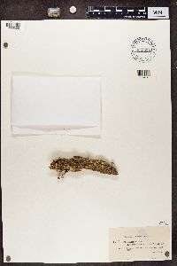 Cladonia digitata image