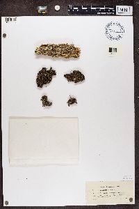 Cladonia incrassata image