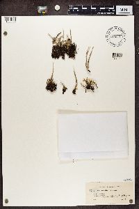 Cladonia cornuta image