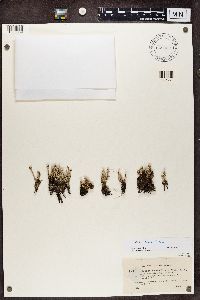 Cladonia gracilescens image