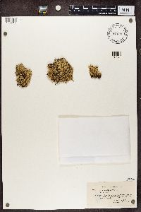 Cladonia uncialis image