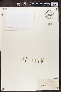 Cladonia coccifera image