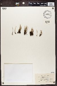 Cladonia cornuta image