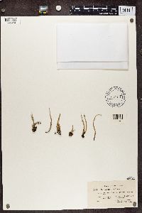 Cladonia cornuta image