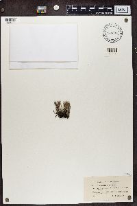 Cladonia gracilis image