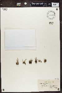 Cladonia deformis image