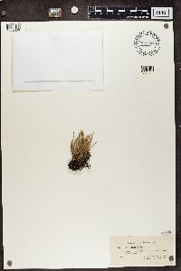 Cladonia cornuta image