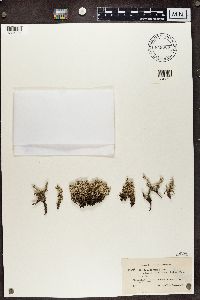 Cladonia phyllophora image